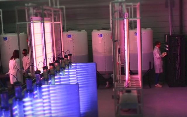 Cover Image for Affinity Energy & Health welcomes new addition to FeedMe algae product range