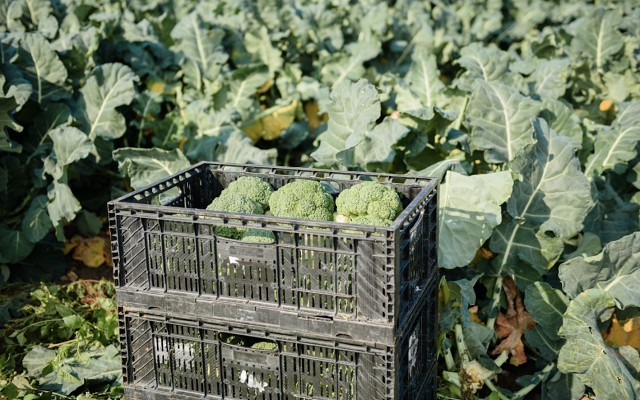 Cover Image for Crop trial by American Pacific Borates shows boron-boosted sulphate of potash fertiliser can improve growth and yield