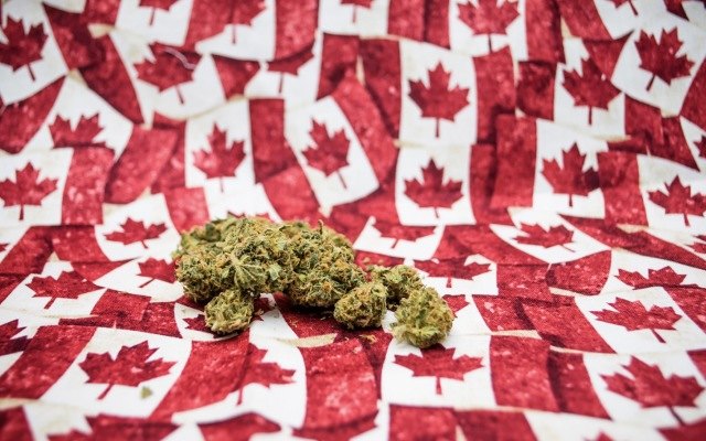 Cover Image for Australian pot stocks cultivating commercial progress in Canada
