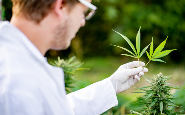 Cover Image for Bod Australia issues first MediCabilis scripts under Europe’s largest medicinal cannabis project