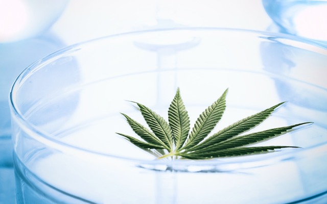 Cover Image for Cann Global’s clinical trials show unique cannabis strain can help slow progression of multiple sclerosis