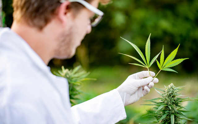 Cover Image for Cann Global shoulders into ‘huge’ emerging African medicinal cannabis market