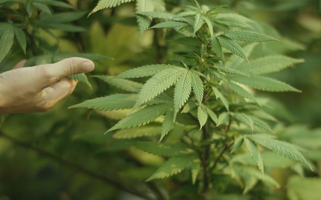 Cover Image for Cann Group picks up manufacturing licences for existing facilities