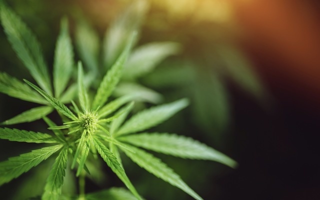 Cover Image for Cannabis stocks on the ASX: The Ultimate Guide