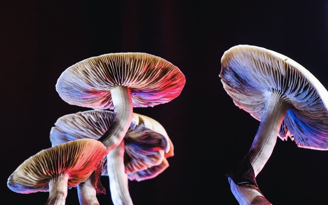 Cover Image for Creso Pharma and Halucenex expedite US market entry following proposed law to decriminalise psychedelic drugs
