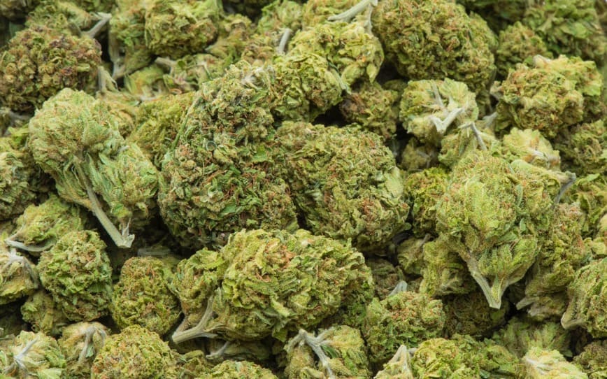 Cover Image for ECS Botanics signs medicinal cannabis supply deal with MediCann Health