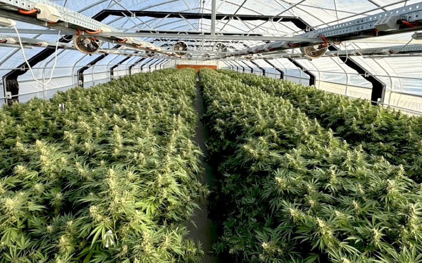 Cover Image for ECS Botanics reports 50% increase in cannabis yields with new crop enclosure designs