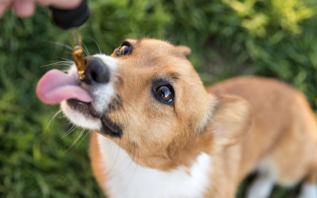 Cover Image for Elixinol Global strikes exclusive multimillion-dollar deal with Pet Releaf