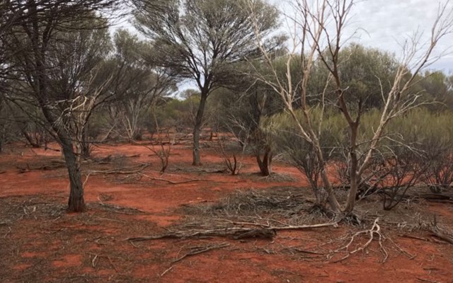 Cover Image for Gateway Mining’s partner DiscovEx confirms bedrock gold at Spartan