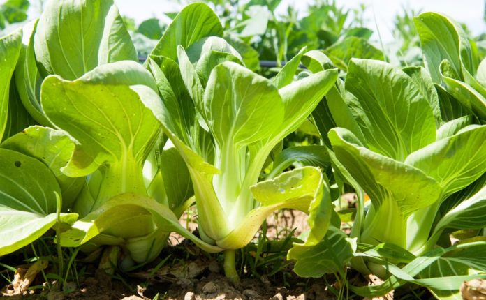 Cover Image for Greenpower Energy’s OHD fertiliser trials continue to impress