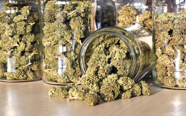 Cover Image for MMJ announces timely recreational cannabis deal through Harvest One in Canada