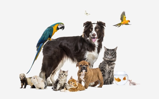 Cover Image for Where to find pet care stocks amid a paw-city of choice