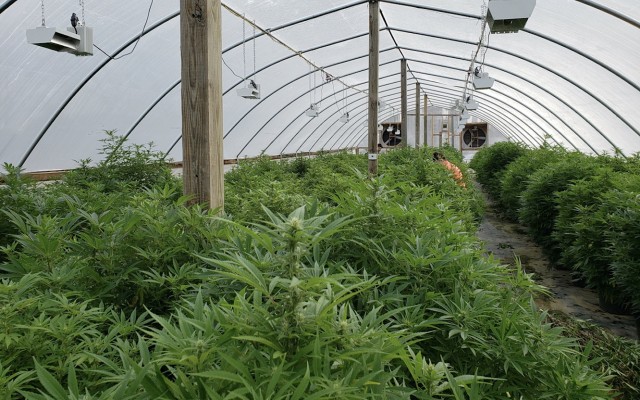 Cover Image for Roots’ cooling technology allows US luxury cannabis producer to double yield and lower energy costs