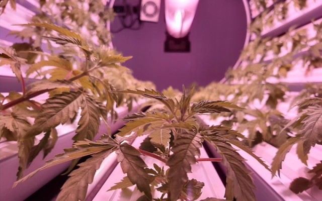 Cover Image for Roto-Gro raises $1.53 million to launch perishable food and vertical farming divisions