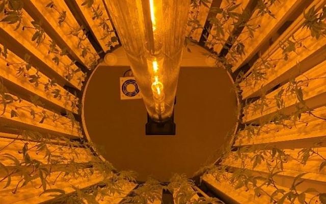 Cover Image for Roto-Gro customer Oakum plants first commercial cannabis crop in Canada