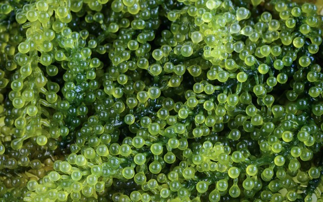Cover Image for StemCell United signs joint venture with Blue Aqua to cultivate sustainable sea grapes