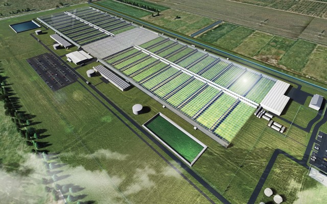 Cover Image for THC Global signs cannabis medicine production deal with local cultivator Cannatrek