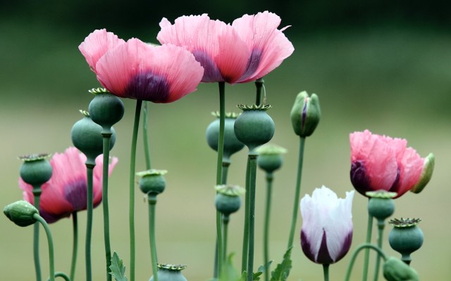 Cover Image for Poppy grower TPI Enterprises signs 3-year codeine phosphate supply deal