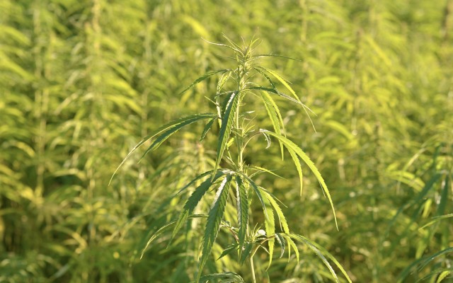 Cover Image for US Senate gives the green light for industrial hemp legalisation