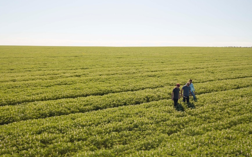 Cover Image for Wide Open Agriculture continues global expansion with strong start to 2024