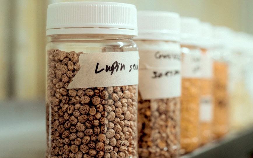 Cover Image for Wide Open Agriculture receives approval to sell high-protein lupin isolate to China